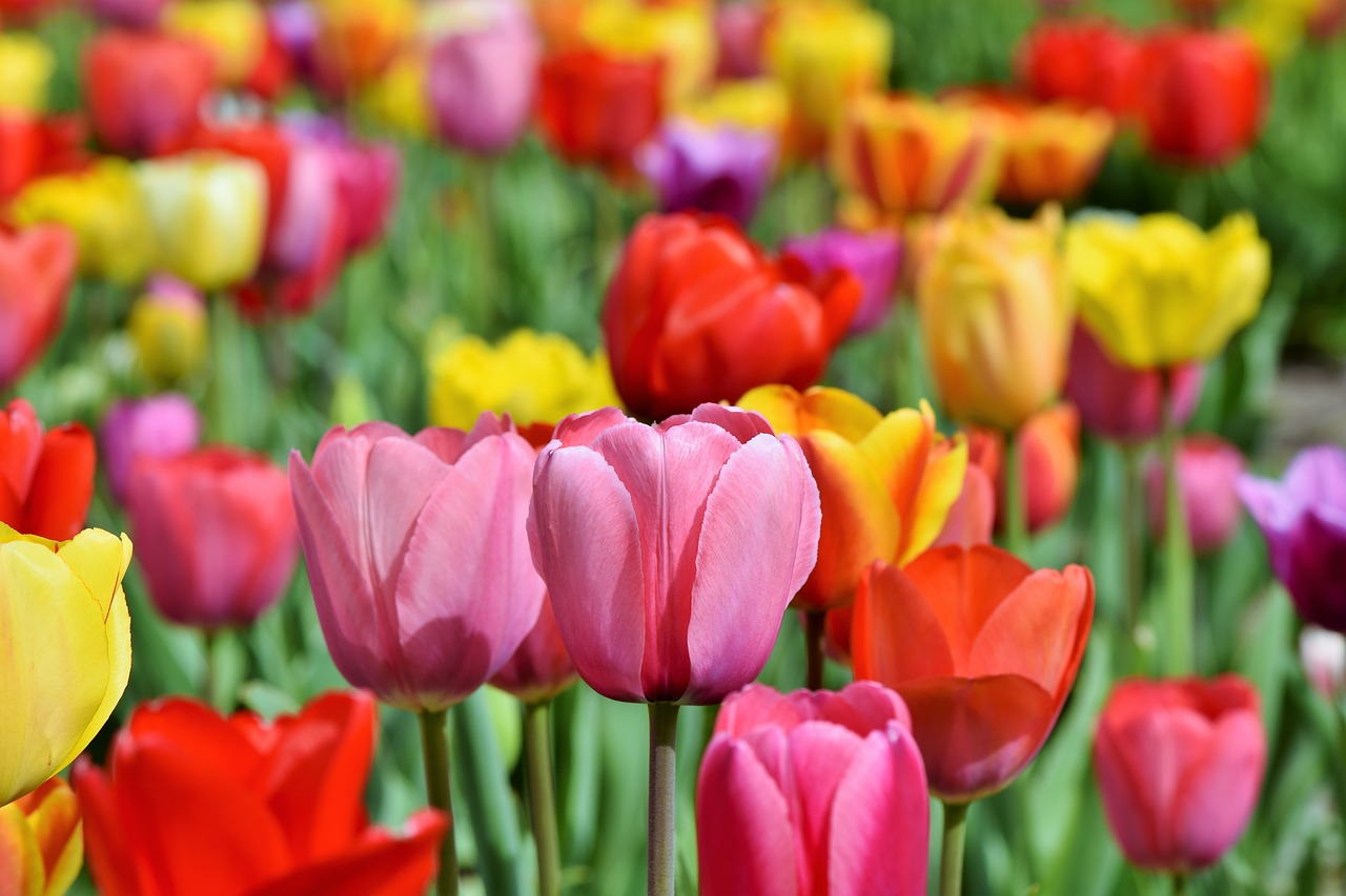Tulpės,  Tulpė Srityje,  Tulpenbluete,  Suklestėjo,  Srityje Gėlių,  Žydi,  Pavasario Gėlė,  Frühlingsanfang,  Spalvinga,  Gėlė