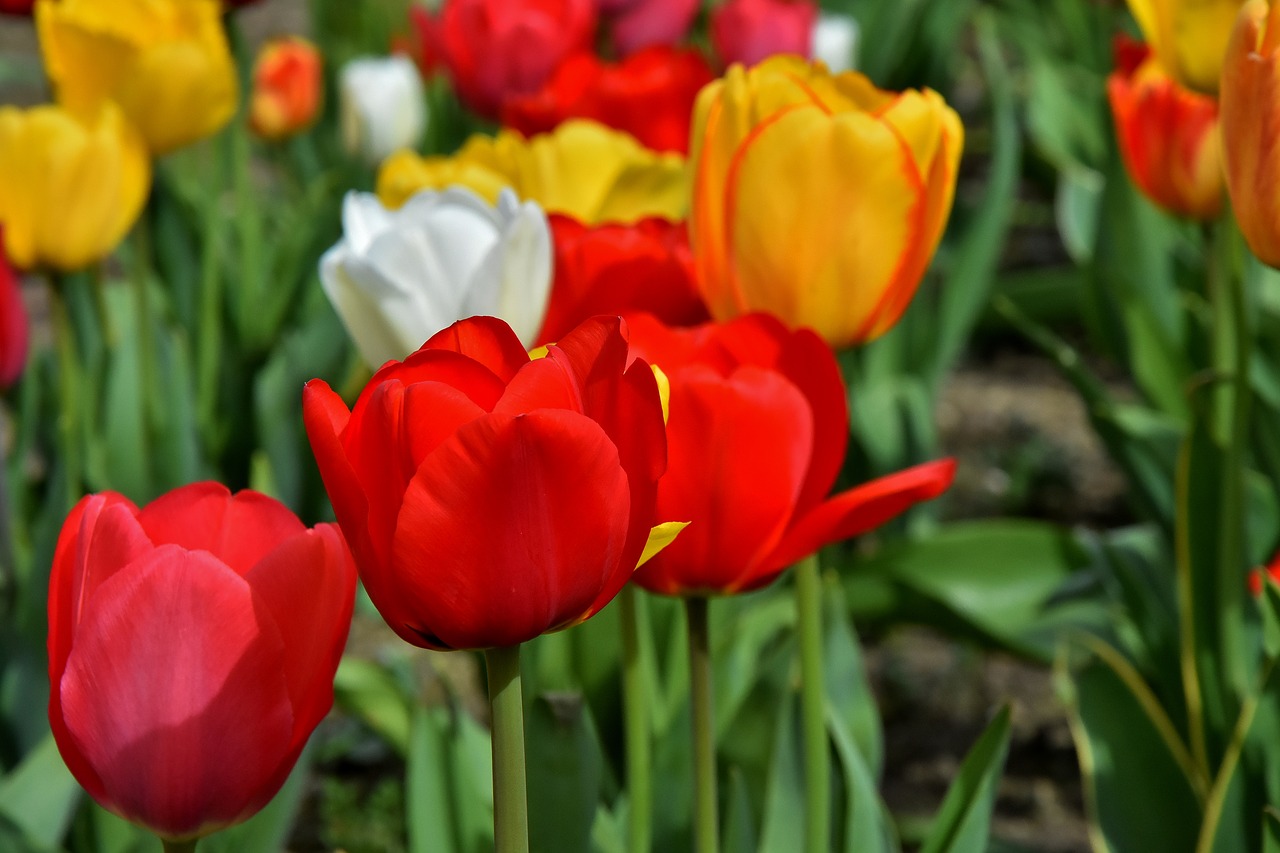 Tulpės,  Gėlės,  Spalvinga,  Spyruokliniai Žiedai,  Raudona,  Geltona,  Pavasaris,  Tulpė Srityje,  Tulpenbluete,  Rožinis
