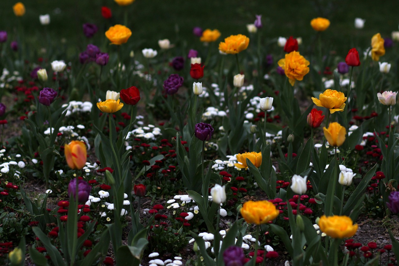 Tulpės,  Gėlės,  Reikmenys,  Daugelis,  Dekoratyvinis,  Dažymas,  Pavasaris, Nemokamos Nuotraukos,  Nemokama Licenzija