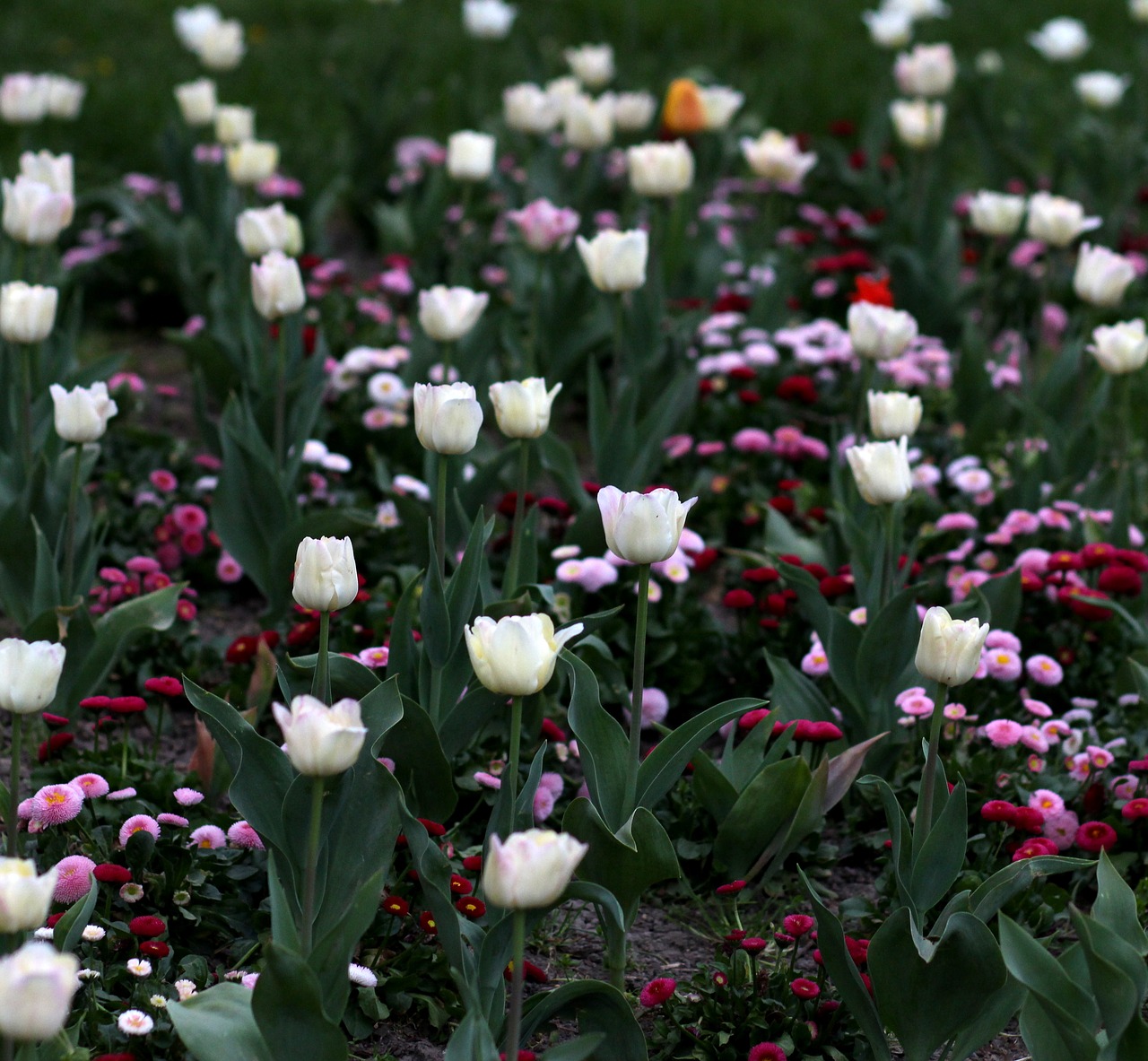 Tulpės,  Gėlės,  Reikmenys,  Daugelis,  Dekoratyvinis,  Dažymas,  Pavasaris, Nemokamos Nuotraukos,  Nemokama Licenzija