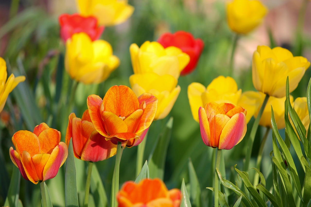 Tulpės,  Oranžinė,  Geltona,  Raudona,  Tulpė Srityje,  Gėlės,  Pavasaris,  Oranžinės Tulpės,  Pobūdį,  Iš Arti