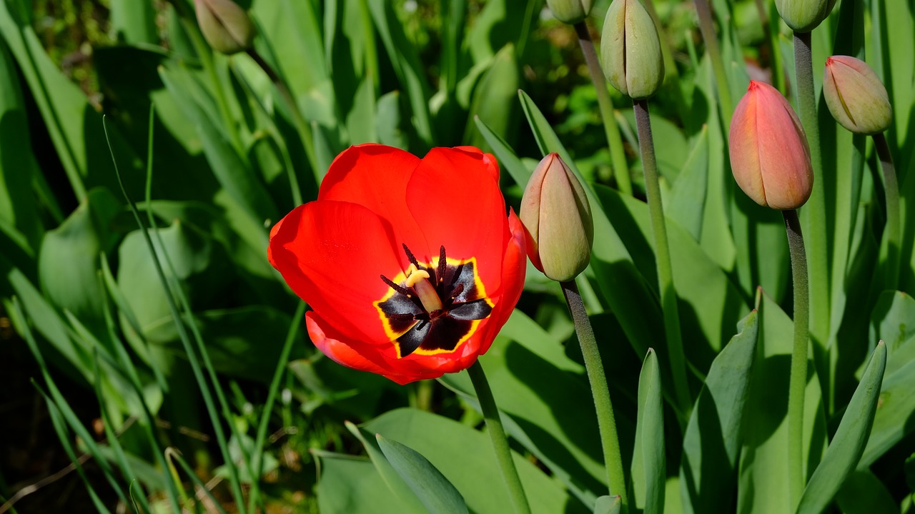 Tulpės,  Tulpenbluete,  Suklestėjo, Nemokamos Nuotraukos,  Nemokama Licenzija