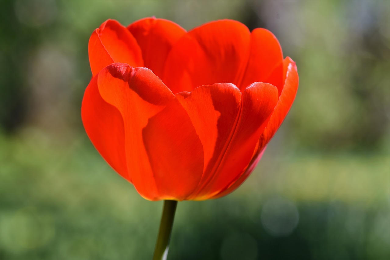 Tulpės,  Tulpė Srityje,  Tulpenbluete,  Suklestėjo,  Srityje Gėlių,  Žydi,  Pavasario Gėlė,  Frühlingsanfang,  Spalvinga,  Gėlė