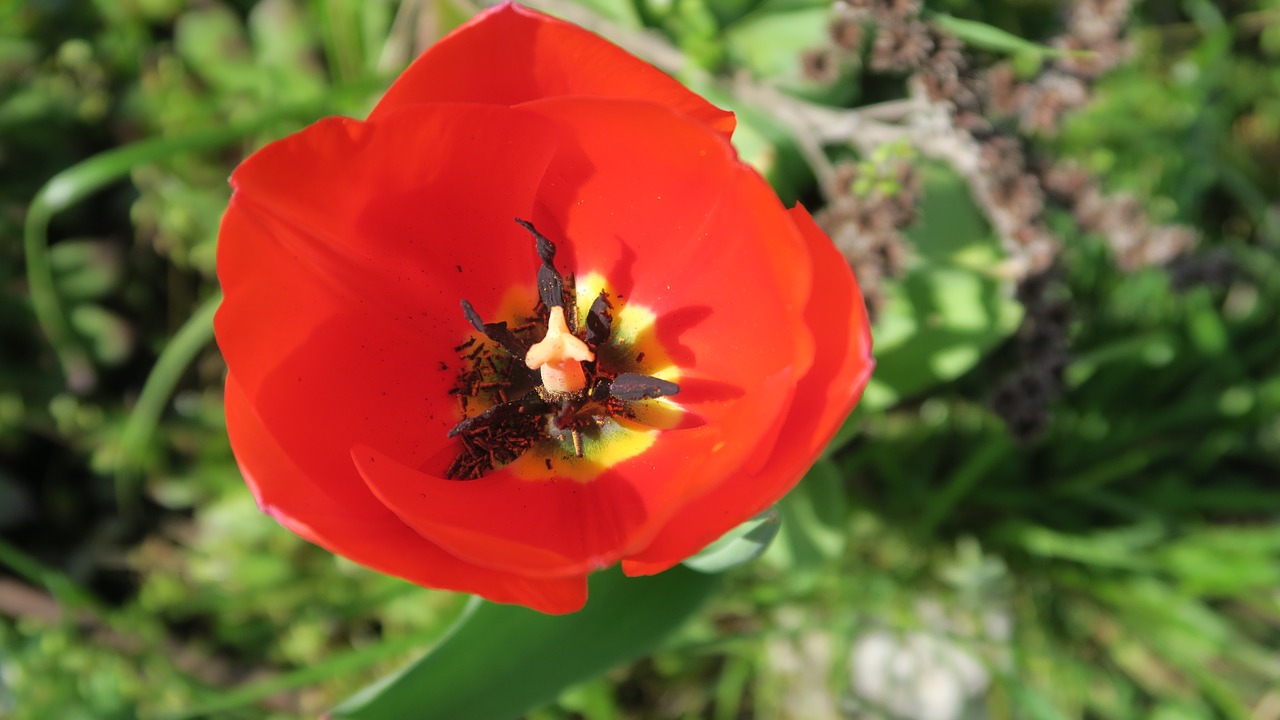 Tulpės,  Pavasario Spalvos, Nemokamos Nuotraukos,  Nemokama Licenzija