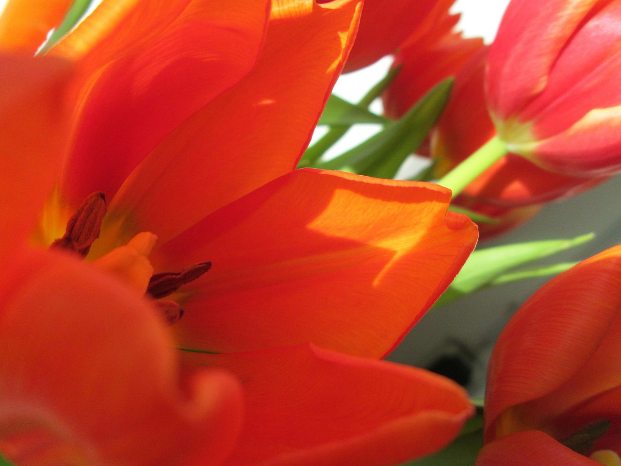 Tulpės, Gėlė, Augalas, Nemokamos Nuotraukos,  Nemokama Licenzija