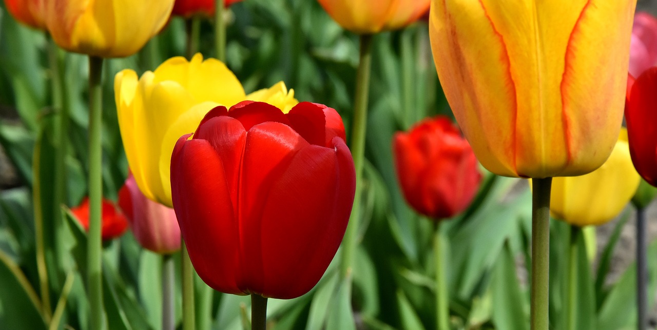 Tulpės,  Gėlės,  Spalvinga,  Spyruokliniai Žiedai,  Raudona,  Geltona,  Pavasaris,  Tulpė Srityje,  Tulpenbluete,  Žydi