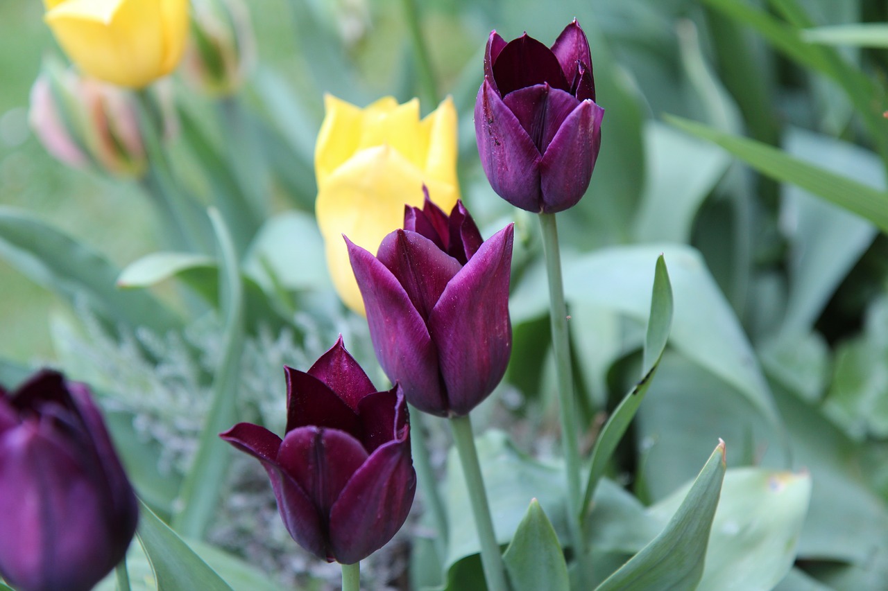Tulpės,  Tulip Bordo,  Tulpė Pavasarį, Nemokamos Nuotraukos,  Nemokama Licenzija
