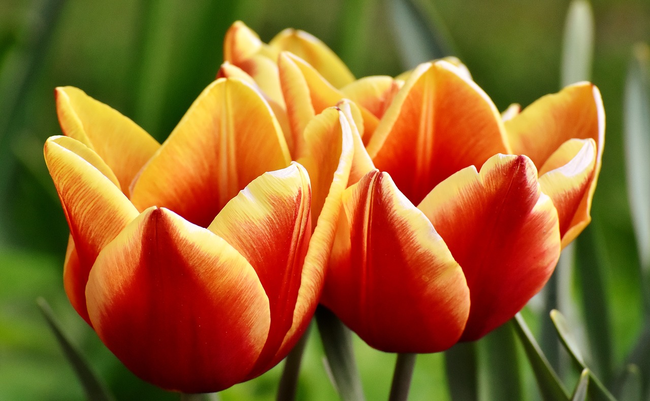 Tulpės,  Gėlės,  Spalvinga,  Spyruokliniai Žiedai,  Raudona,  Geltona,  Pavasaris,  Tulpė Srityje,  Tulpenbluete,  Žydi
