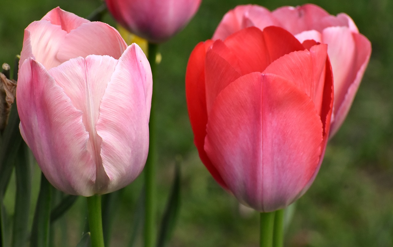 Tulpės,  Gėlės,  Spalvinga,  Spyruokliniai Žiedai,  Raudona,  Geltona,  Pavasaris,  Tulpė Srityje,  Tulpenbluete,  Žydi