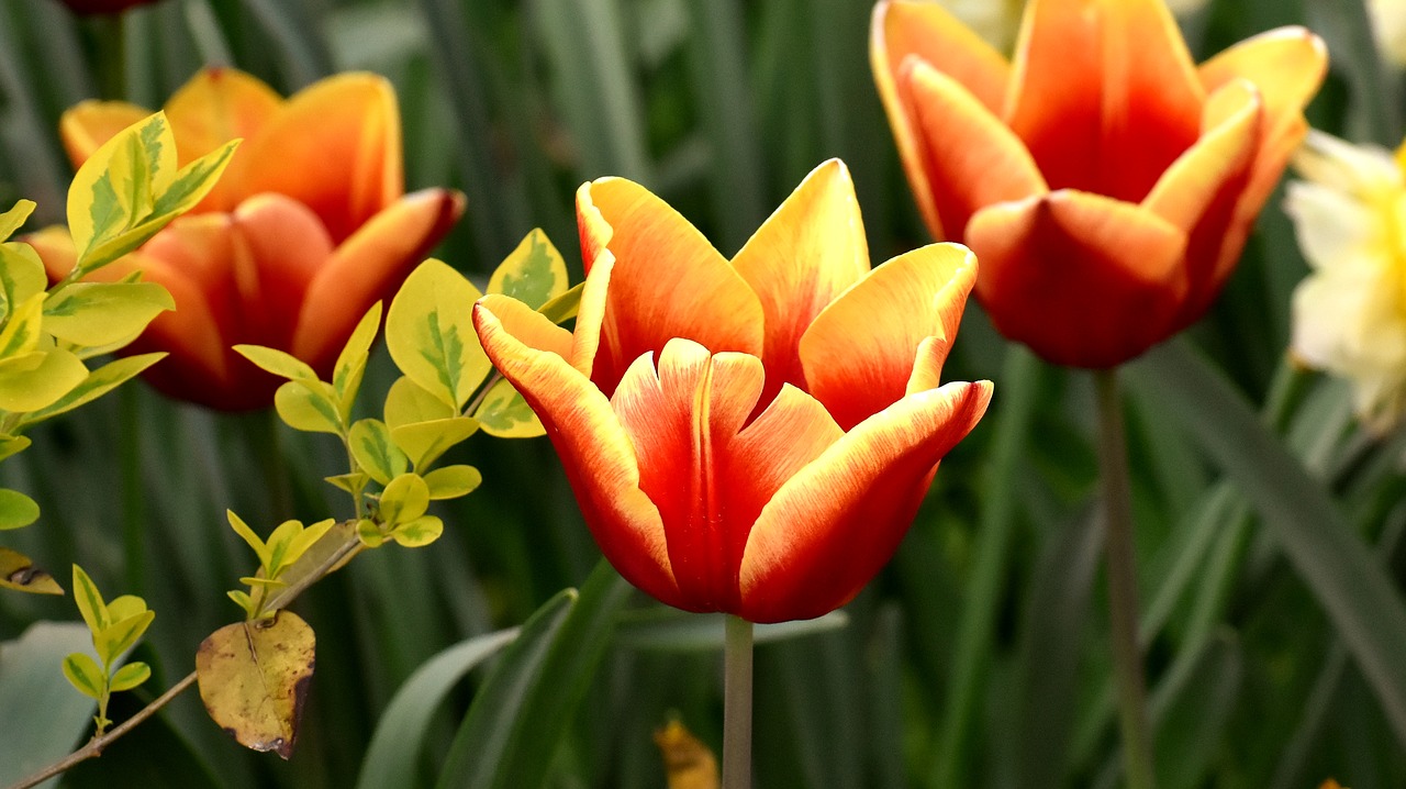Tulpės,  Gėlės,  Spalvinga,  Spyruokliniai Žiedai,  Raudona,  Geltona,  Pavasaris,  Tulpė Srityje,  Tulpenbluete,  Žydi