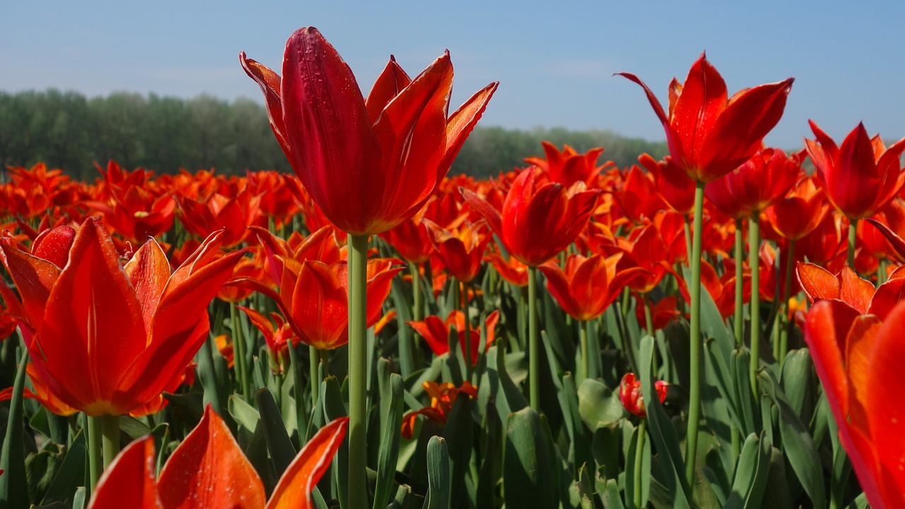 Tulpės,  Lemputės,  Tulpė,  Pavasaris,  Lemputės,  Olandija,  Tulpės Srityse,  Gėlė,  Nyderlandai,  Augalų