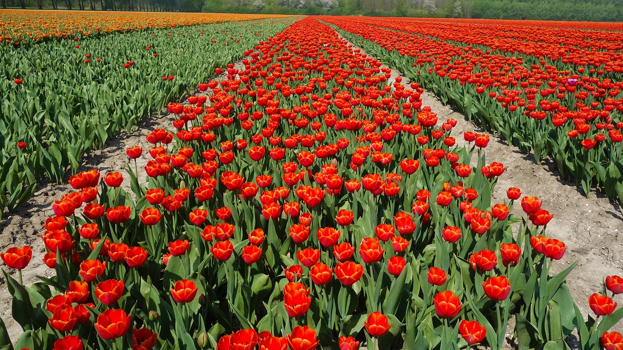 Tulpės,  Lemputės,  Tulpė,  Pavasaris,  Lemputės,  Olandija,  Tulpės Srityse,  Gėlė,  Nyderlandai,  Augalų