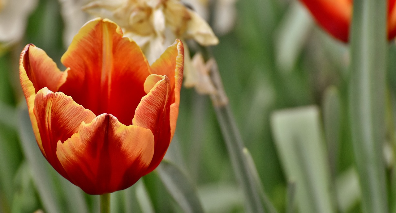 Tulpės,  Gėlės,  Spalvinga,  Spyruokliniai Žiedai,  Raudona,  Geltona,  Pavasaris,  Tulpė Srityje,  Tulpenbluete,  Žydi