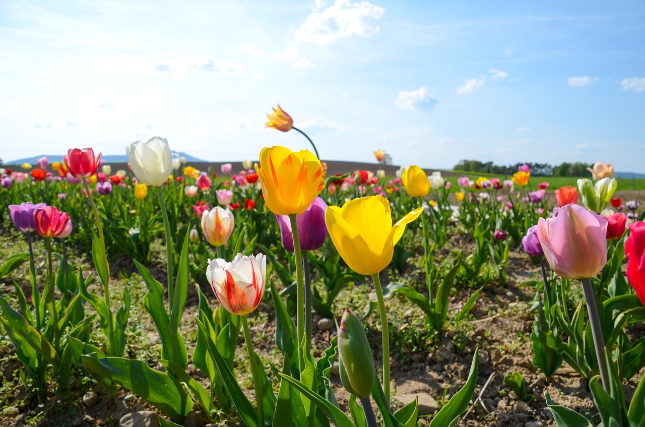 Tulpės,  Tulpė Srityje,  Tulpenbluete,  Srityje Gėlių,  Spyruokliniai Žiedai,  Pavasaris,  Žydi,  Gėlės,  Spalva,  Suklestėjo