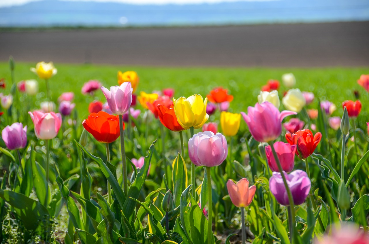 Tulpės,  Tulpė Srityje,  Tulpenbluete,  Spyruokliniai Žiedai,  Srityje Gėlių,  Pavasaris,  Žydi,  Gėlės,  Spalva,  Suklestėjo
