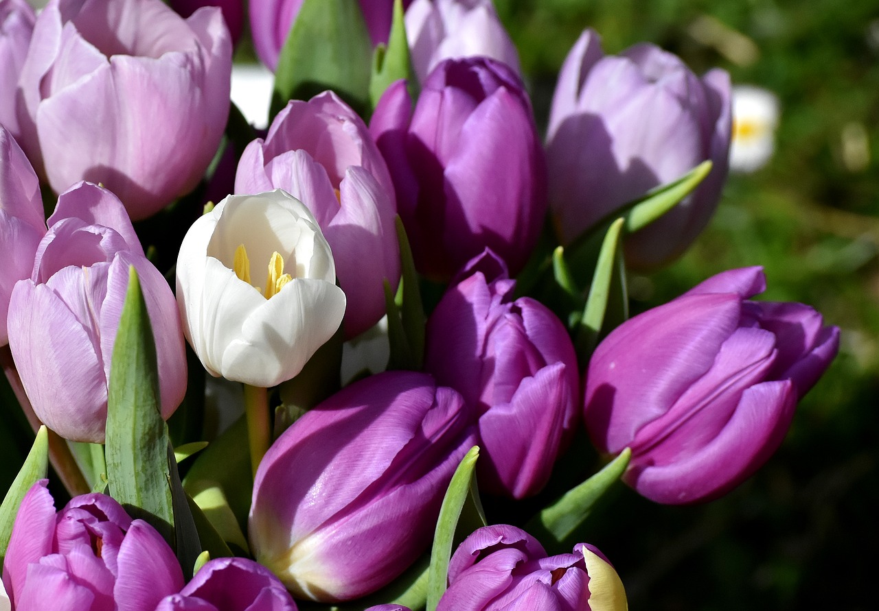 Tulpės,  Violetinė,  Pavasaris,  Gėlės,  Iš Arti,  Violetinė,  Tulip Gėlės,  Violetinės Tulpės,  Floros,  Frühlingsanfang