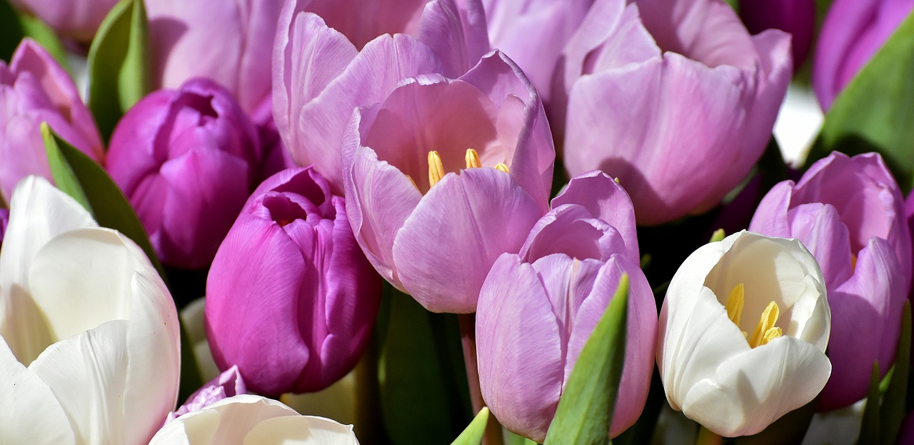 Tulpės,  Violetinė,  Pavasaris,  Gėlės,  Iš Arti,  Violetinė,  Tulip Gėlės,  Violetinės Tulpės,  Floros,  Frühlingsanfang