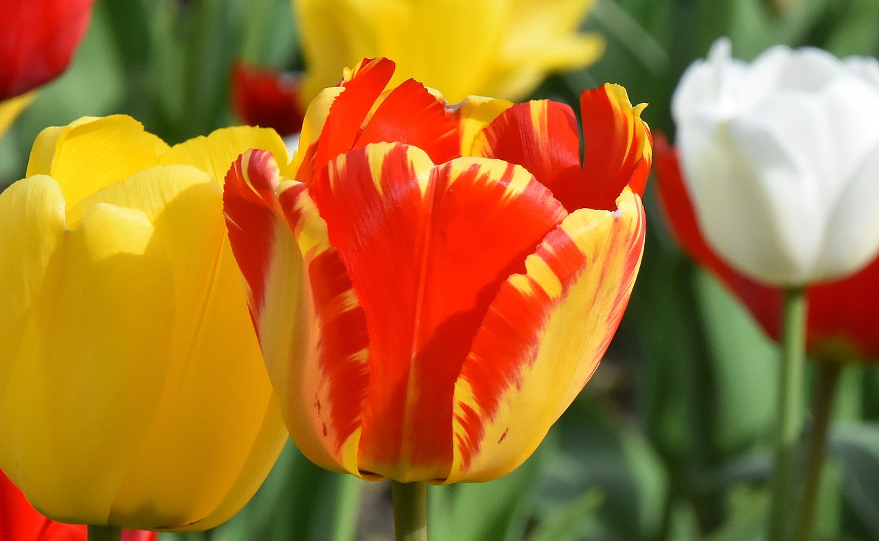 Tulpės,  Gėlės,  Spalvinga,  Spyruokliniai Žiedai,  Pavasaris,  Tulpė Srityje,  Tulpenbluete,  Žydi,  Augalas, Nemokamos Nuotraukos