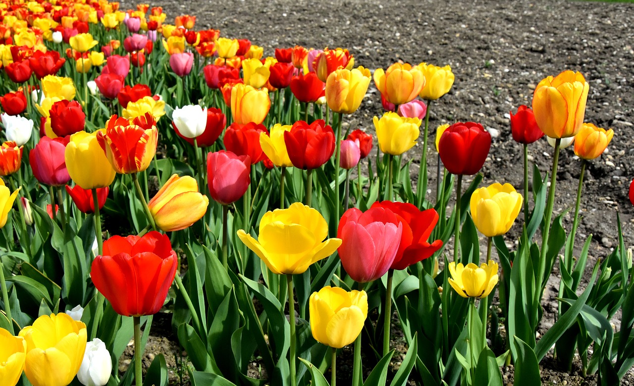 Tulpės,  Gėlės,  Spalvinga,  Spyruokliniai Žiedai,  Raudona,  Geltona,  Pavasaris,  Tulpė Srityje,  Tulpenbluete,  Rožinis