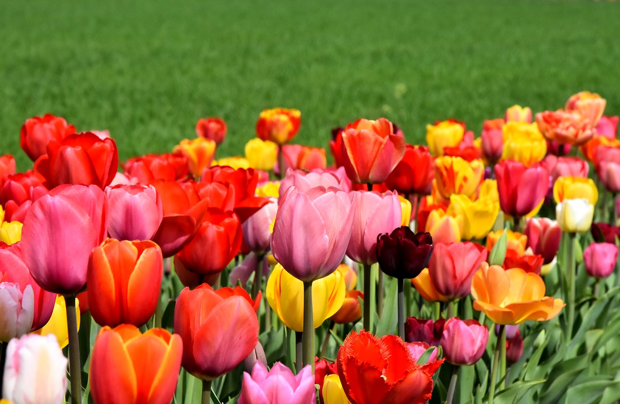 Tulpės,  Gėlės,  Spalvinga,  Spyruokliniai Žiedai,  Raudona,  Geltona,  Pavasaris,  Tulpė Srityje,  Tulpenbluete,  Rožinis
