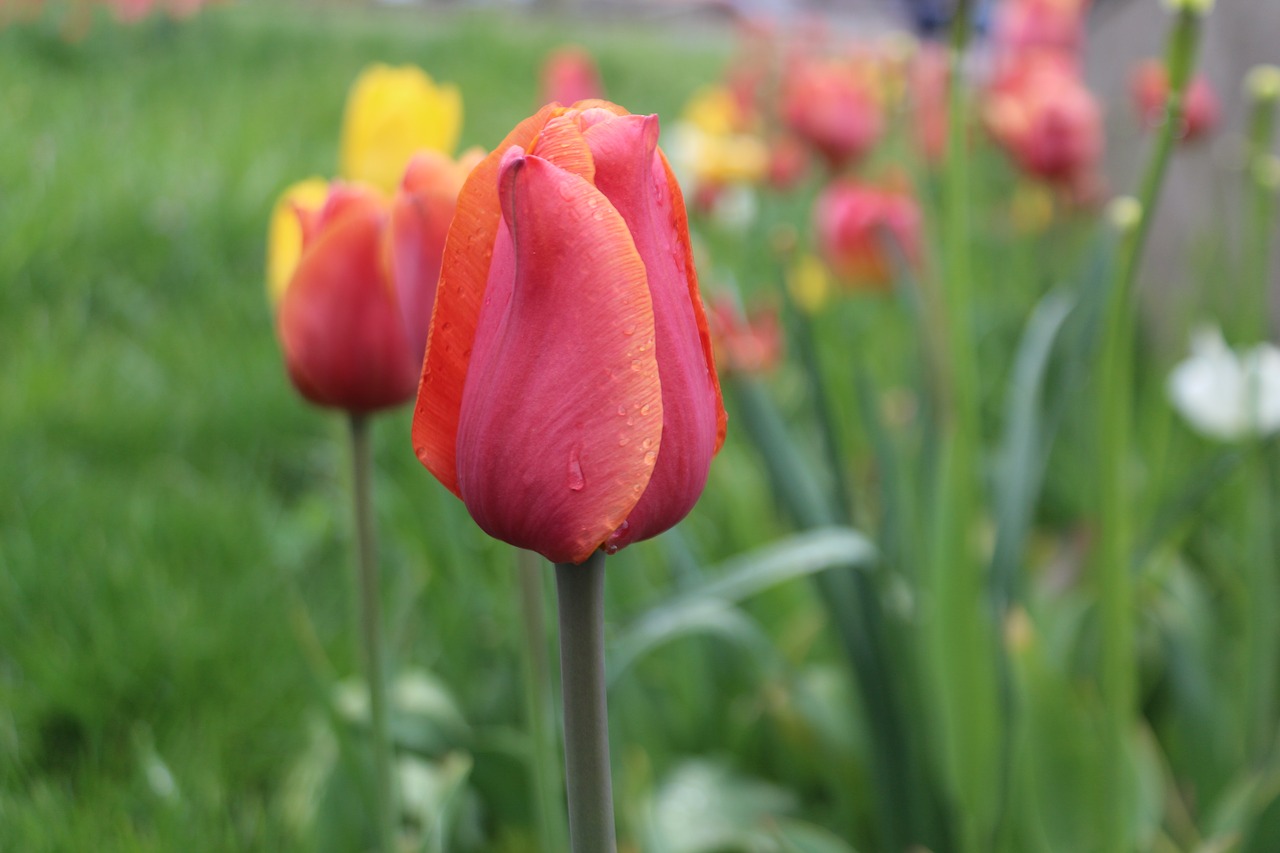 Tulpės,  Raudona,  Žalias,  Pavasaris,  Gėlė, Nemokamos Nuotraukos,  Nemokama Licenzija