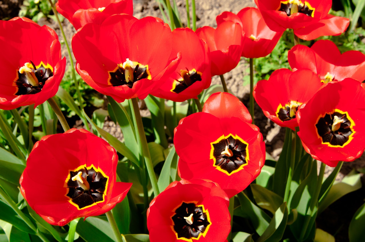 Tulpės,  Tulpė,  Gėlės,  Iš Arti,  Spyruokliniai Žiedai,  Gėlė,  Bud,  Raudonos Tulpės,  Sodo Gėlių,  Žydi