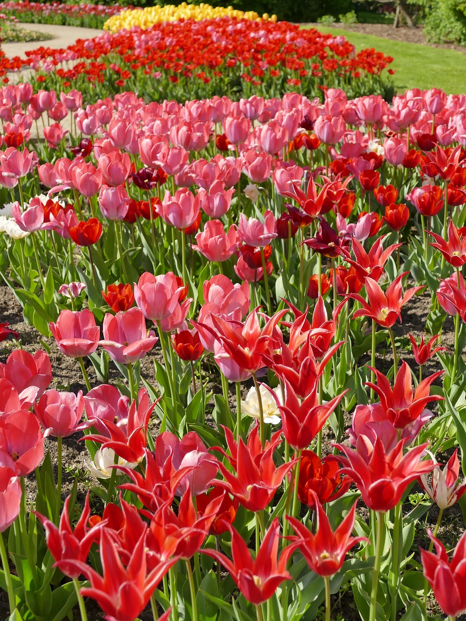 Tulpės,  Pavasaris,  Raudona,  Geltona,  Pobūdį,  Spalvinga,  Gėlė,  Tulpė Srityje,  Tulpenbluete, Nemokamos Nuotraukos