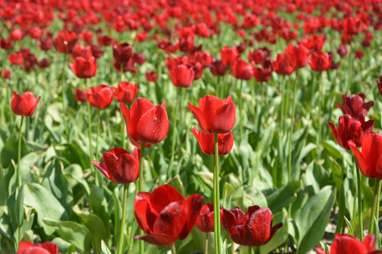 Tulpės,  Kultūra Tulpės,  Gėlės,  Rausvos Tulpės,  Žydėjimo,  Pavasaris,  Tulpė Spyruoklė,  Kultūra Gėlių,  Spyruoklė-Žydėjimo,  Finistère