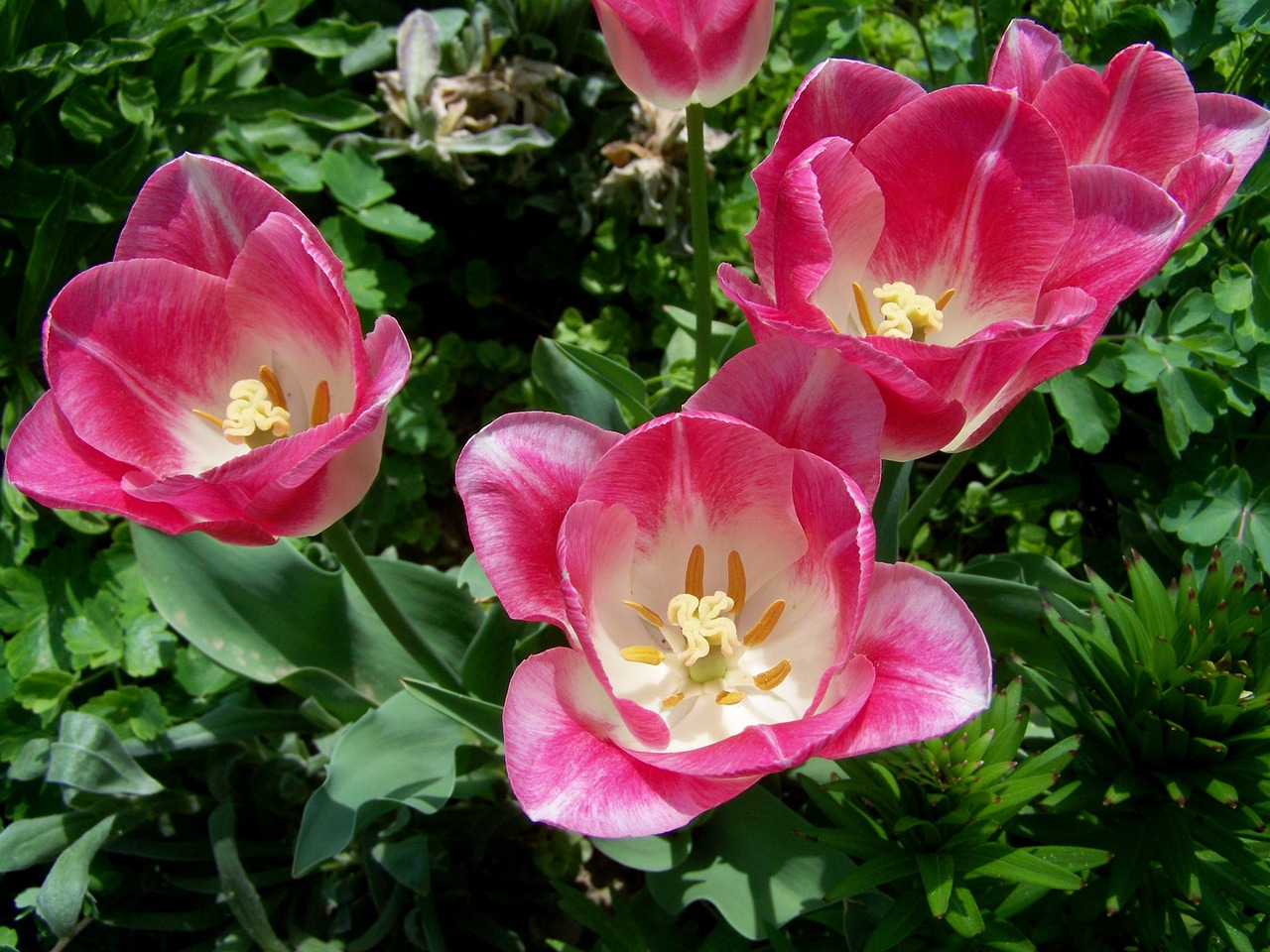Tulpės,  Rožinė Ir Balta-Žydintis, Nemokamos Nuotraukos,  Nemokama Licenzija