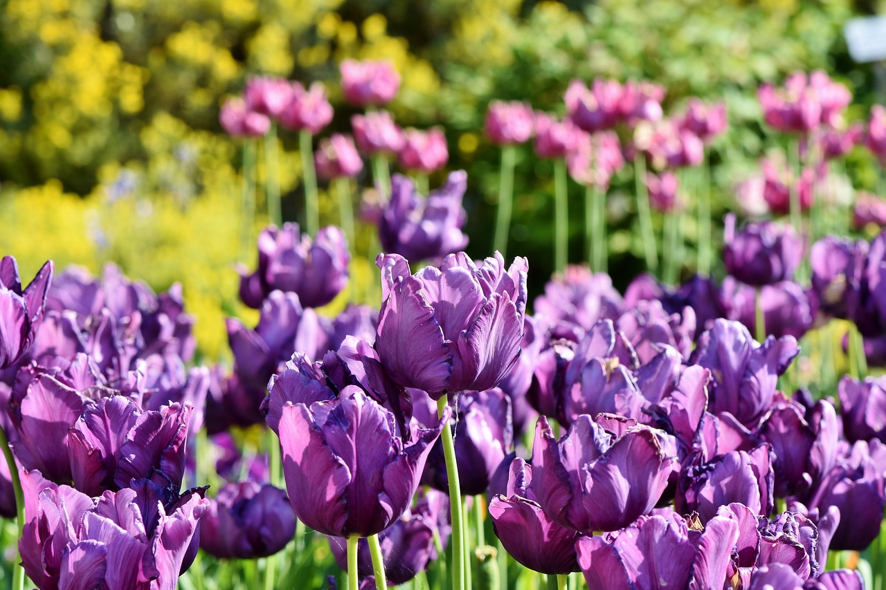 Tulpės,  Tulpė Srityje,  Tulpenbluete,  Violetinės Tulpės,  Srityje Gėlių,  Žydi,  Pavasario Gėlė,  Frühlingsanfang,  Suklestėjo,  Pavasaris