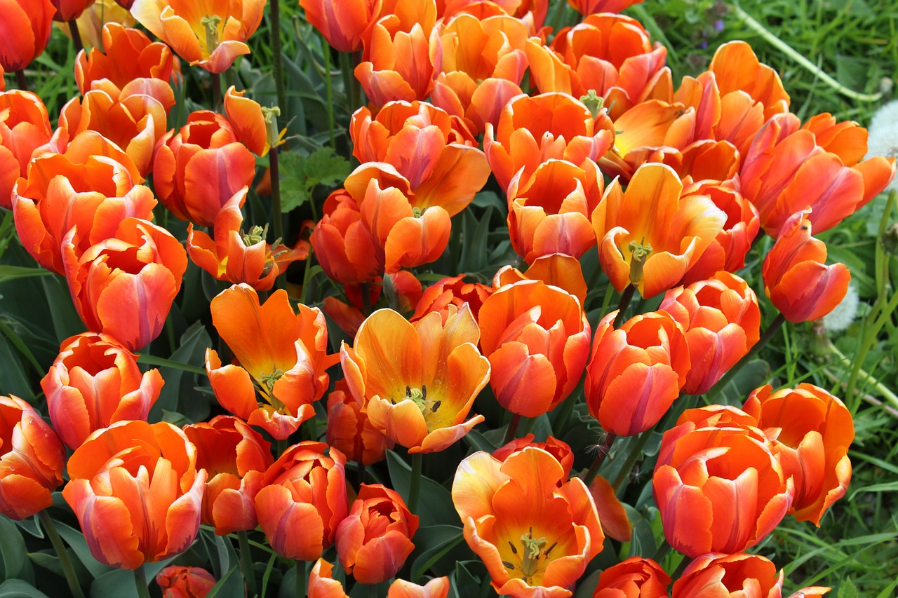 Tulpės, Tulipa, Lelija, Liliaceae, Sodo Augalas, Schnittblume, Spalva, Žydėti, Gėlės, Gamta