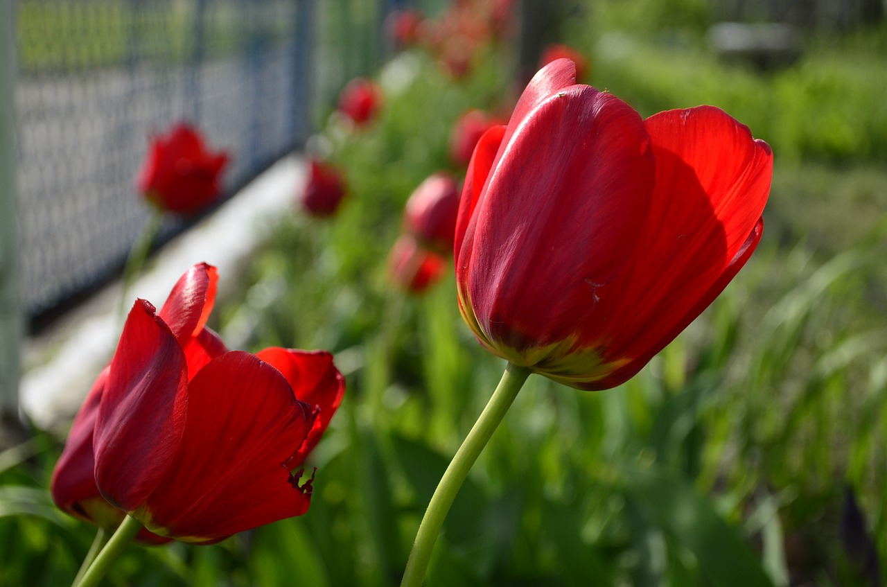 Tulpės,  Raudonos Tulpės,  Raudona,  Gėlės,  Raudonos Gėlės,  Spyruokliniai Žiedai,  Sodo Gėlių,  Žydi,  Grožio,  Gražu
