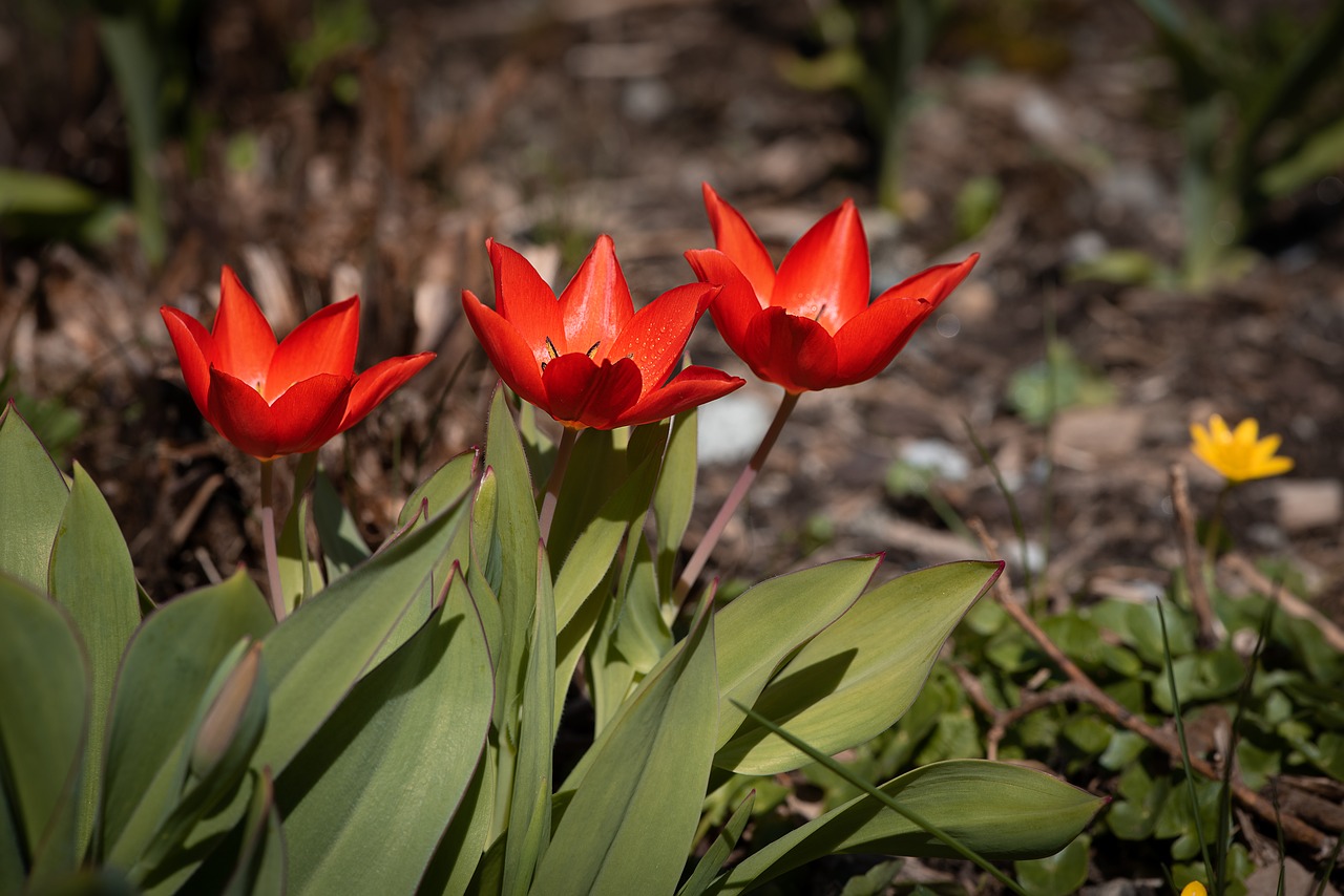 Tulpės,  Raudona,  Raudonos Tulpės,  Mažas,  Mažos Tulpės,  Gėlės,  Raudonos Gėlės,  Spyruokliniai Žiedai,  Pavasaris,  Sodas