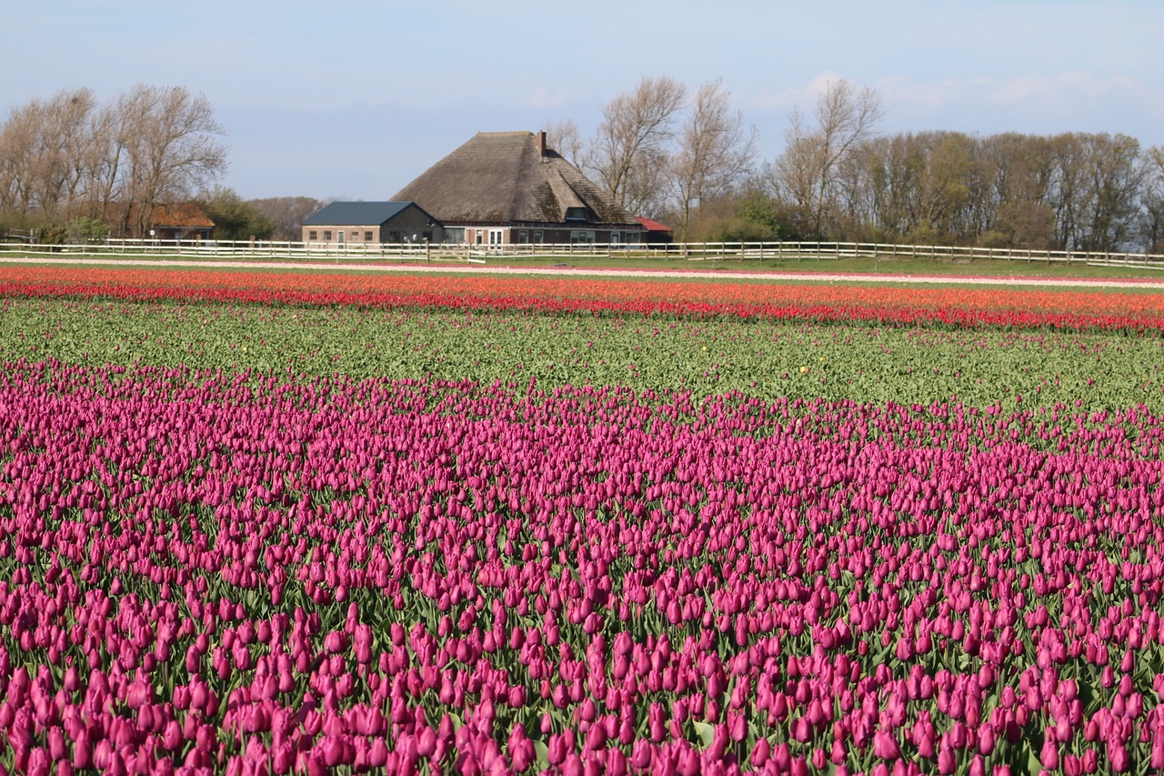 Tulpės,  Tulpenbluete,  Olandija,  Spalvinga,  Srityje Gėlių,  Žiedas,  Žydi,  Spyruokliniai Žiedai,  Iš Arti,  Tulpė