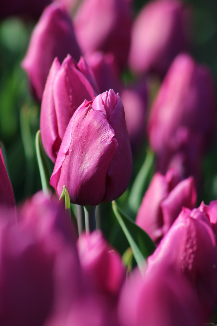 Tulpės,  Tulpenbluete,  Olandija,  Violetinė,  Violetinė,  Pavasaris,  Suklestėjo,  Srityje Gėlių,  Žiedas,  Žydi