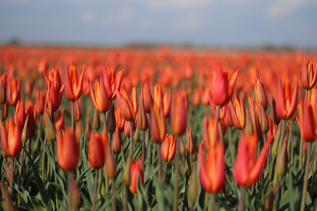 Tulpės,  Tulpen Bluete,  Olandija,  Oranžinė,  Pavasaris,  Pražydo,  Srityje Gėlių,  Žiedas,  Žydi,  Spalvinga