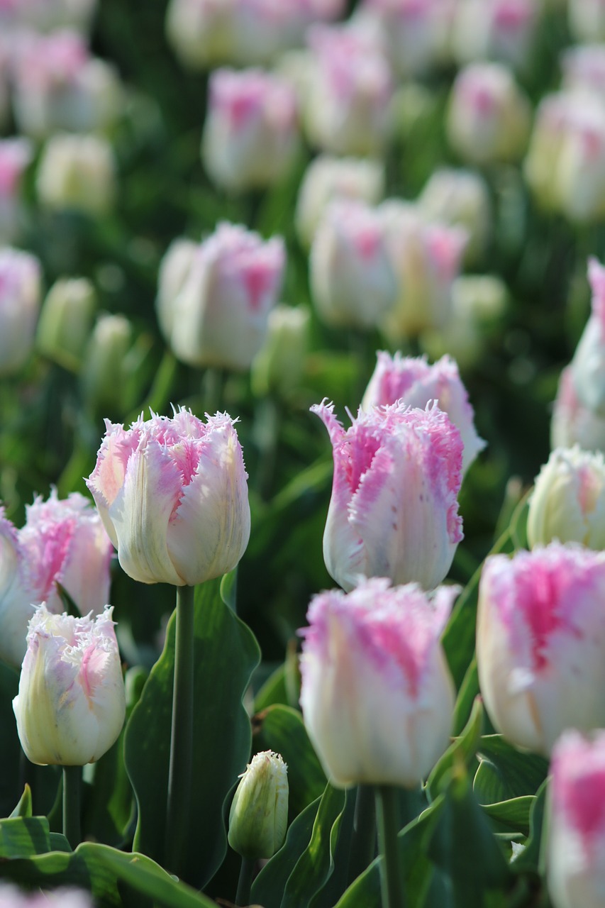 Tulpės,  Tulpenbluete,  Olandija,  Baltos Spalvos,  Rožinis,  Srityje Gėlių,  Žiedas,  Žydi,  Spalvinga,  Spyruokliniai Žiedai