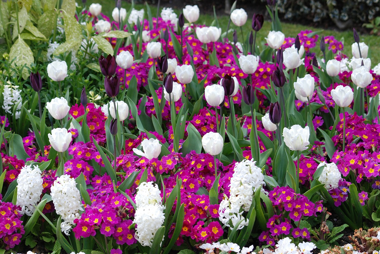 Tulpės, Gėlės, Laukinės Vasaros Spalvos, Gėlių, Augalai, Natūralus, Žiedas, Žydėti, Žiedlapiai, Botanikos