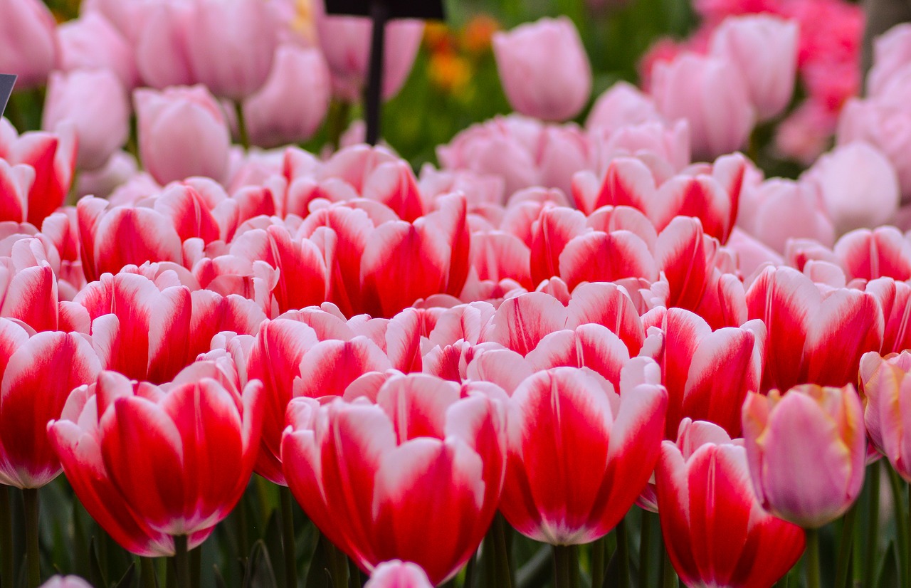 Tulpės,  Keukenhof,  Olandija,  Nyderlandai,  Nederland,  Pavasaris,  Gėlė,  Augalų,  Sodas,  Žydi