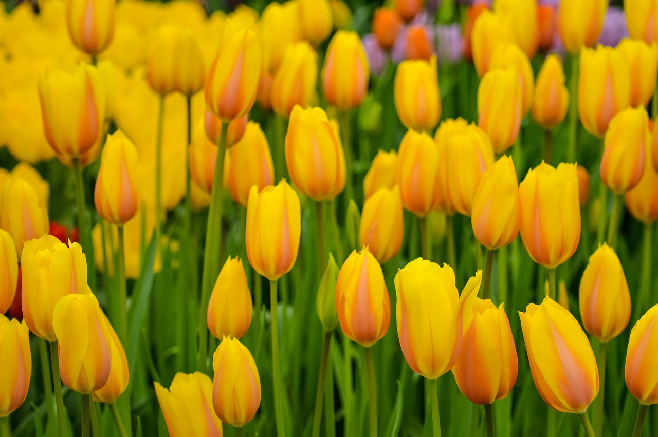 Tulpės,  Keukenhof,  Gėlė,  Olandija,  Augalų,  Sodas,  Pobūdį,  Nyderlandai,  Žydi,  Svogūniniai