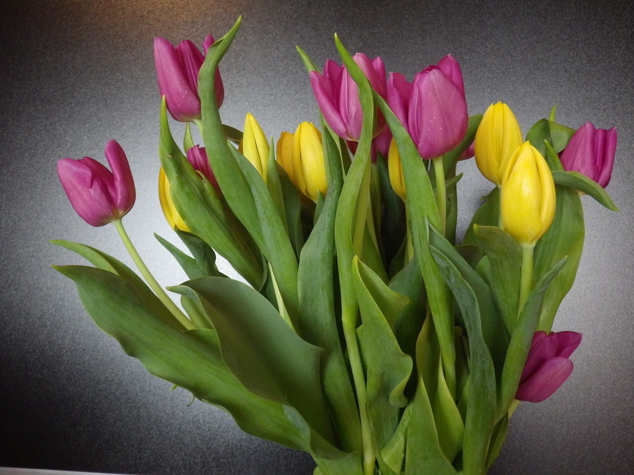 Tulpės,  Pavasaris,  Gėlės,  Žiedas,  Žydi,  Pobūdį,  Pavasario Gėlė,  Olandija, Nemokamos Nuotraukos,  Nemokama Licenzija