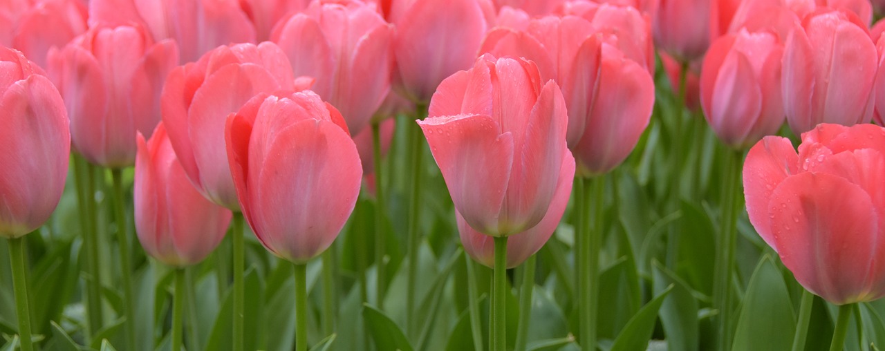 Tulpės,  Keukenhof,  Olandija,  Gėlė,  Parkas,  Gėlės,  Tulpių Laukai, Nemokamos Nuotraukos,  Nemokama Licenzija