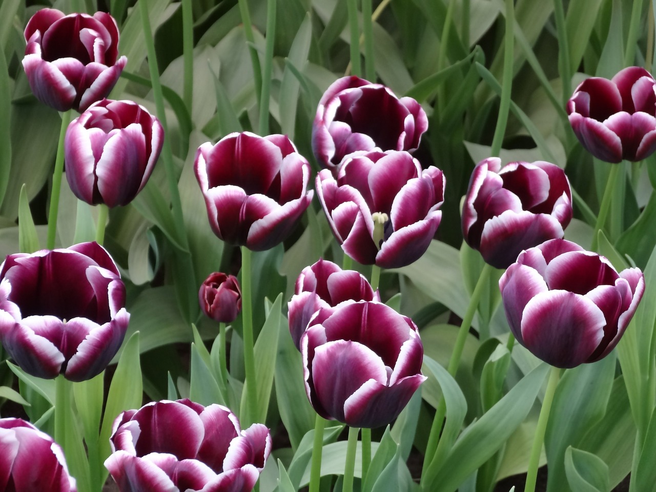 Tulpės, Gėlės, Holland, Keukenhof, Violetinė, Gėlė, Gamta, Augalas, Sodas, Makro