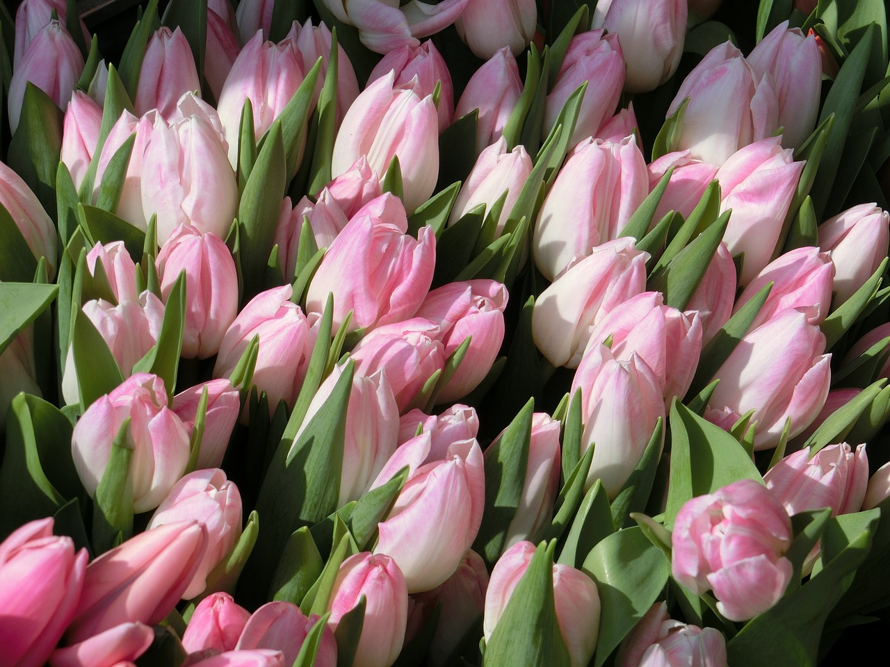 Tulpės, Gėlės, Rožinis, Augalas, Pavasaris, Nemokamos Nuotraukos,  Nemokama Licenzija