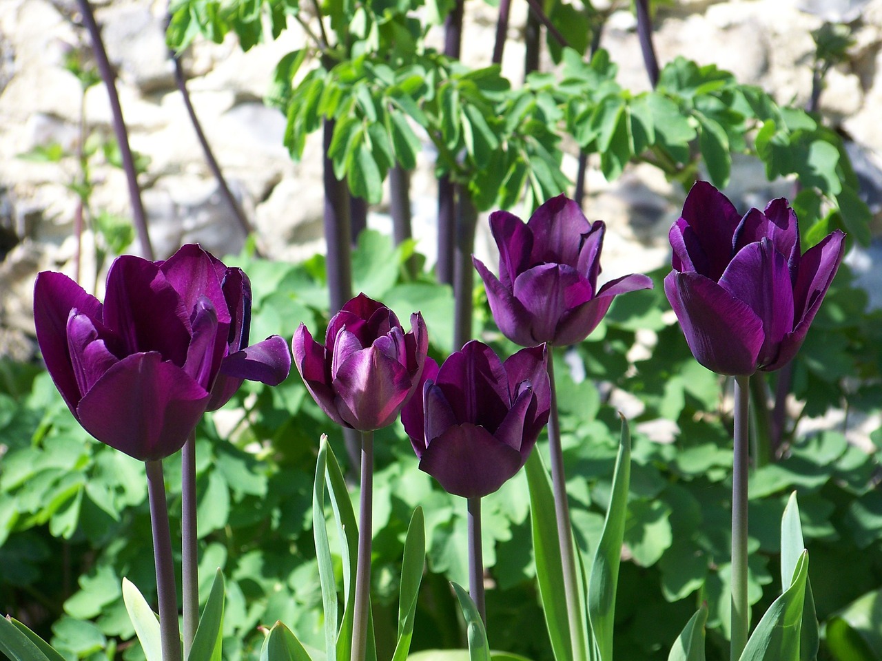 Tulpės, Violetinė, Sodas, Pavasaris, Gamta, Žiedas, Gėlė, Gražus, Žiedlapis, Žydėti