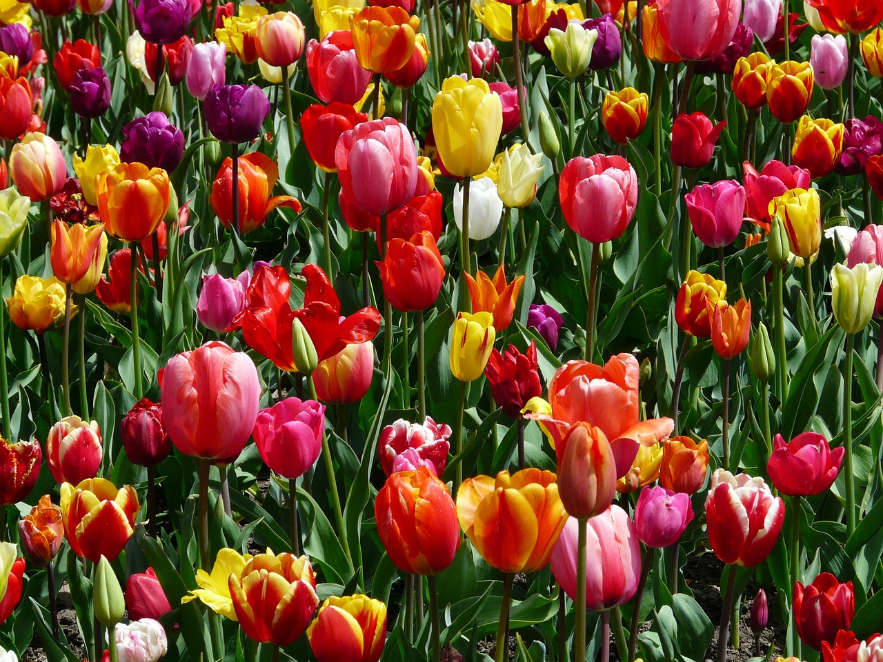 Tulpės, Tulpenbluete, Gėlės, Tulpių Laukas, Spalvinga, Spalva, Pavasaris, Žydėti, Tulipa, Dekoratyvinis Augalas