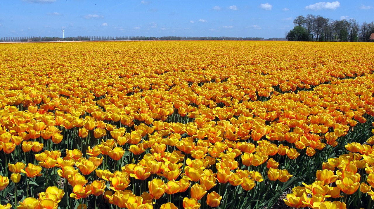 Tulpės, Holland, Tulpių Laukas, Gėlė, Tulpenbluete, Pavasaris, Gamta, Žydėjo, Spalvinga, Žydėti