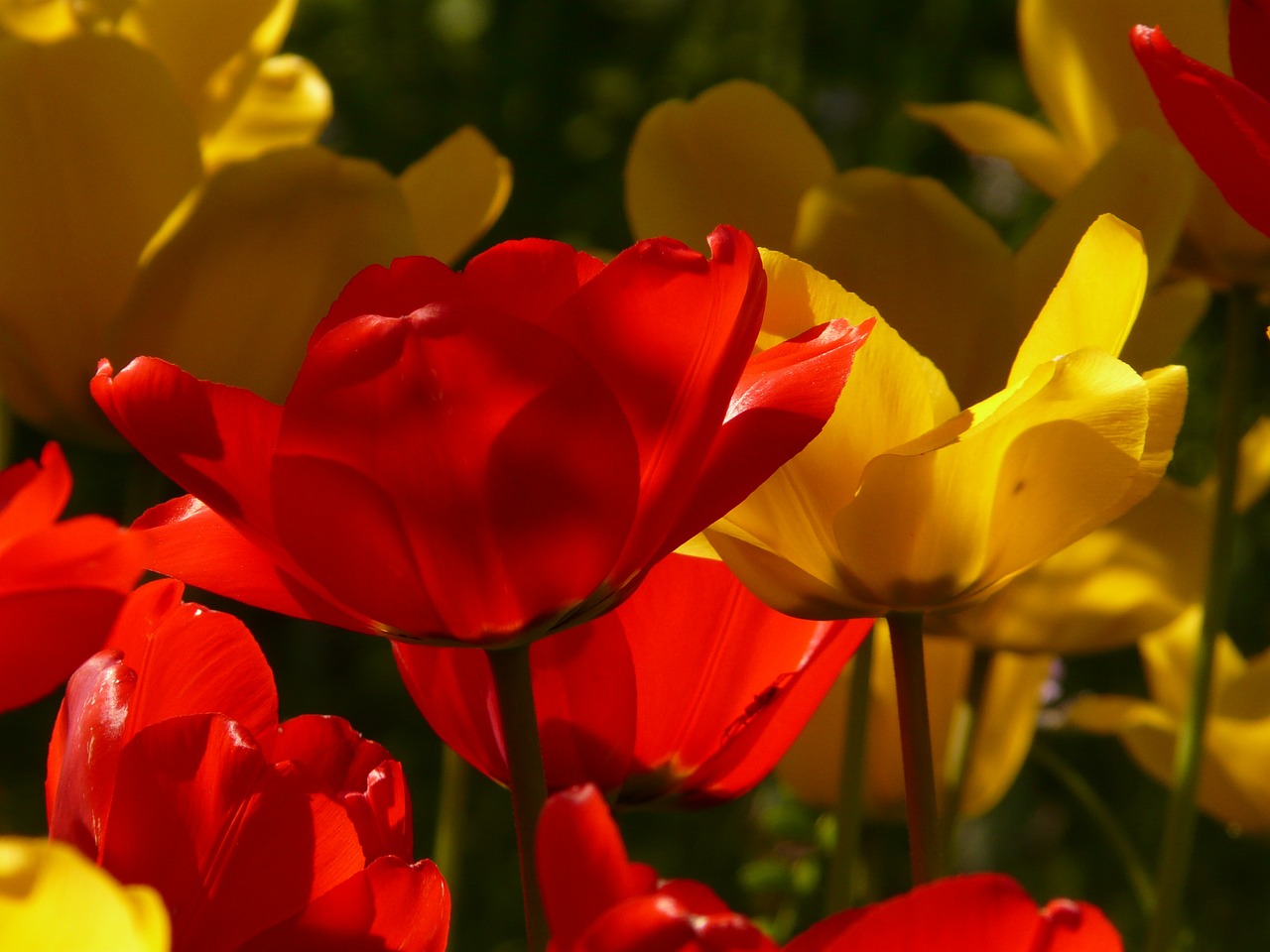 Tulpės, Raudona, Geltona, Atgal Šviesa, Gražus, Tulpenbluete, Gėlės, Spalvinga, Spalva, Pavasaris