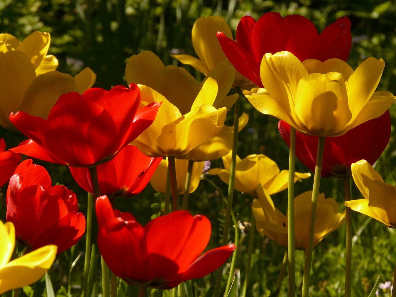 Tulpės, Raudona, Geltona, Atgal Šviesa, Gražus, Tulpenbluete, Gėlės, Spalvinga, Spalva, Pavasaris