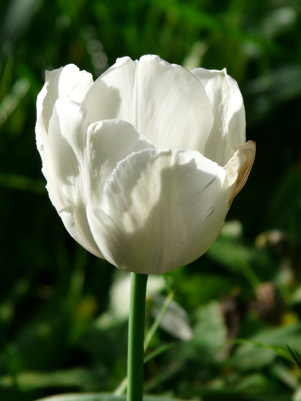 Tulpės, Balta, Gražus, Tulpenbluete, Gėlės, Spalvinga, Spalva, Pavasaris, Žydėti, Tulipa